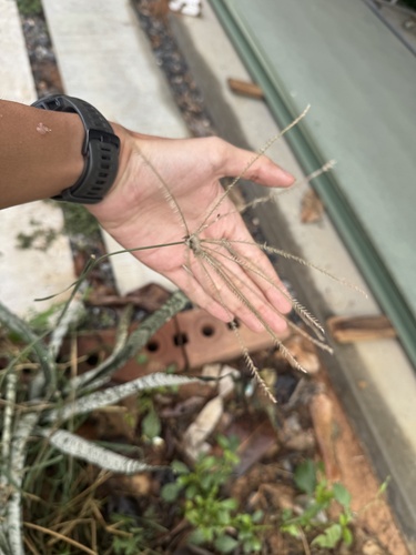 Finger Grass