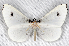 Macrosoma albida image
