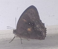 Image of Pseudodebis valentina