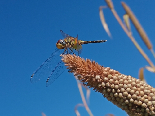 Barbet Percher