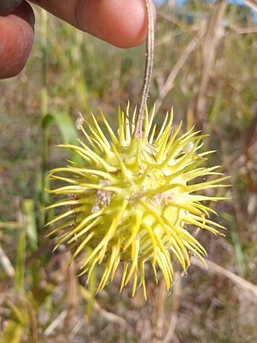Wild Cucumber