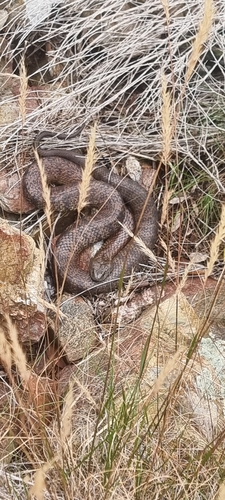 Tiger Snake sighting