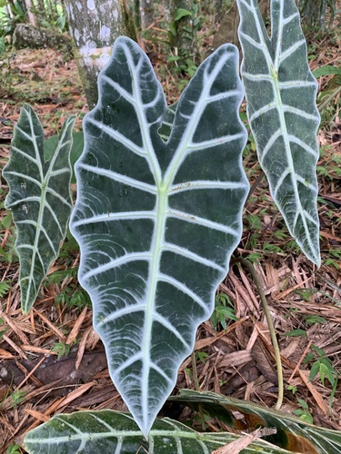Aroideae nuotrauka