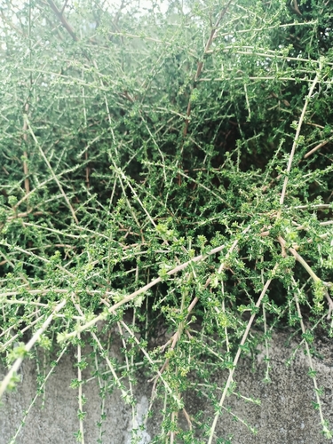 Adenocarpus mannii