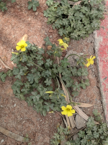 Bermuda buttercup