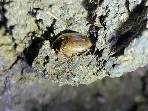 Agabus regimbarti