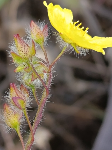 Tuberaria acuminata