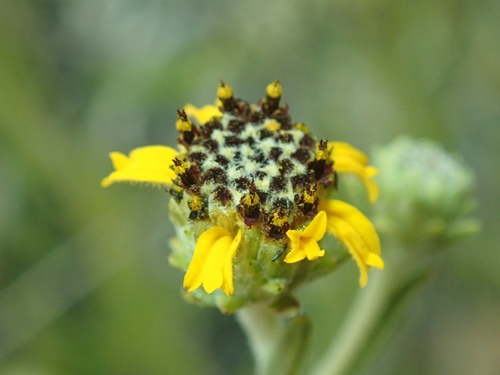 purpledisk helianthella (Helianthella microcephala)