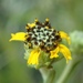 Purpledisk Dwarf Sunflower - Photo (c) california_naturalist, all rights reserved, uploaded by california_naturalist
