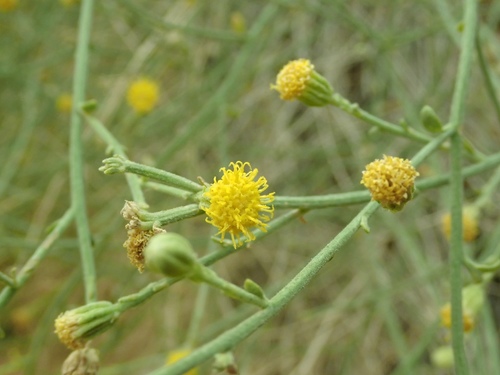alcove rockdaisy (Perityle specuicola)