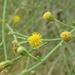 Alcove Rockdaisy - Photo (c) california_naturalist, all rights reserved, uploaded by california_naturalist