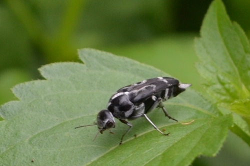 Glipa sauteri · iNaturalist