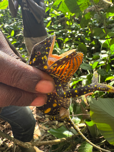 Flap-necked Chameleon