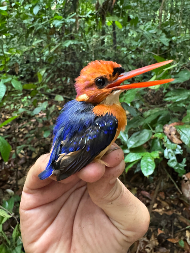 African Dwarf Kingfisher