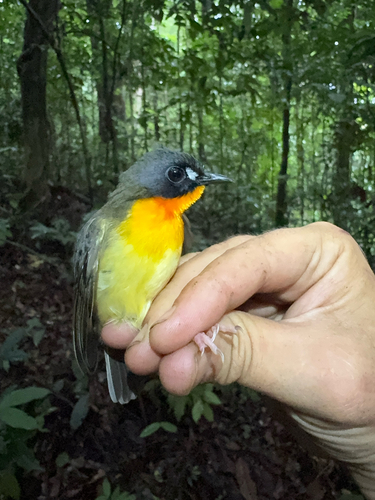 Olive-backed Forest Robin