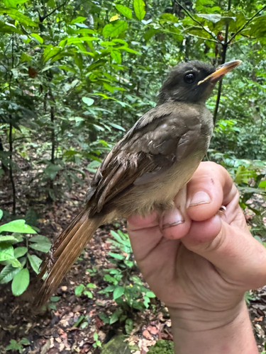 Yellow-whiskered Greenbul