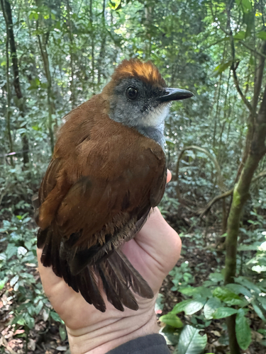 Fire-crested Alethe
