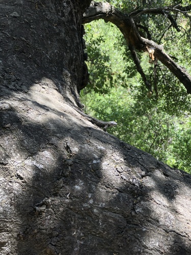 iNaturalist observation photo of Western Fence Lizard