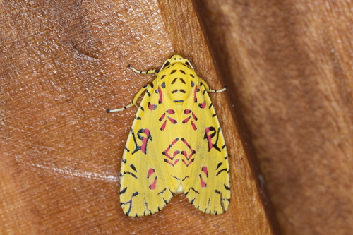 Mazuca dulcis