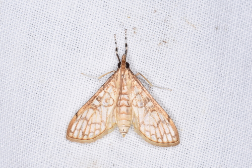Sinomphisa junctilinealis
