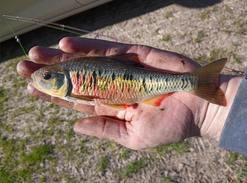 Striped Shiner