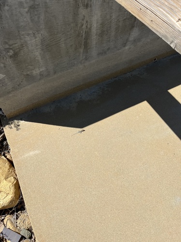 iNaturalist observation photo of Common Side-blotched Lizard
