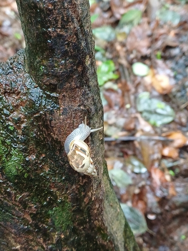 Drymaeus papyraceus