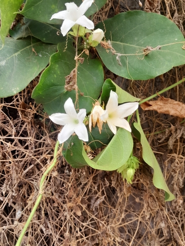 Macroscepis grandiflora