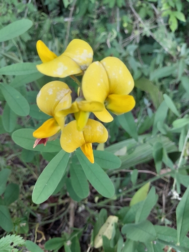 Rattleweed