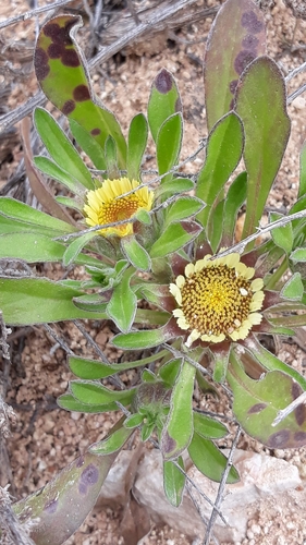 Rose of Jericho
