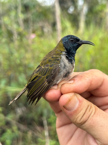 Reichenbach's Sunbird