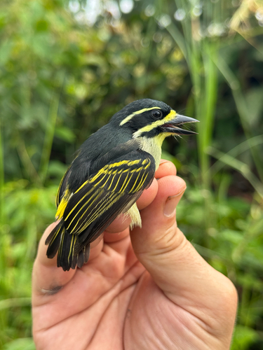 Yellow-throated Tinkerbird