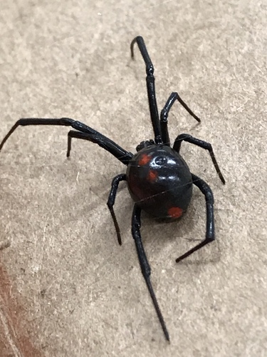 Southern Black Widow