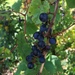photo of Riverbank Grape (Vitis riparia)