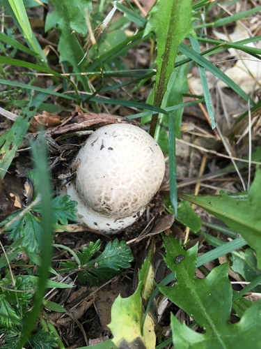 photo of Field And Button Mushrooms (Agaricus)