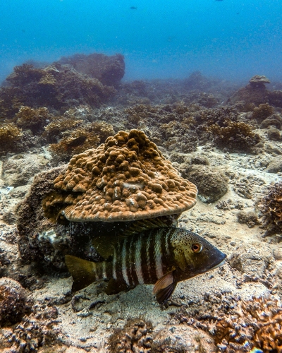 Barred Pargo