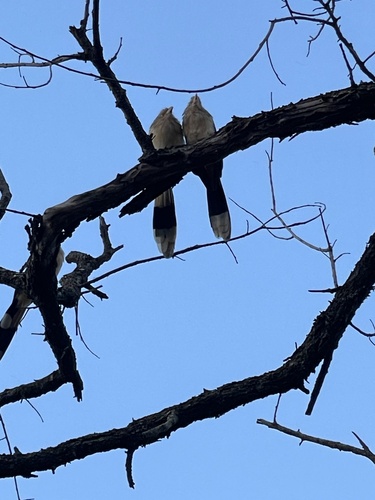 Guira Cuckoo
