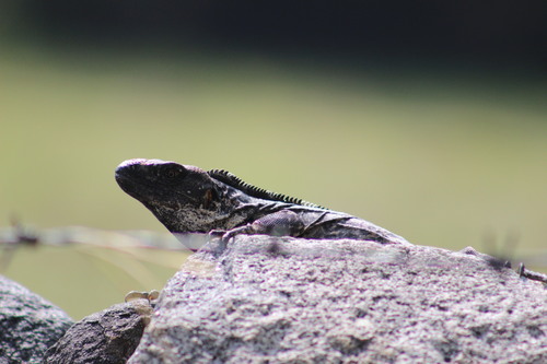 Western Spiny-tailed Iguana