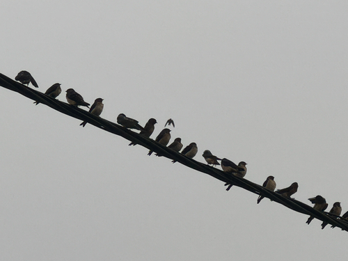 Red-throated Swallow