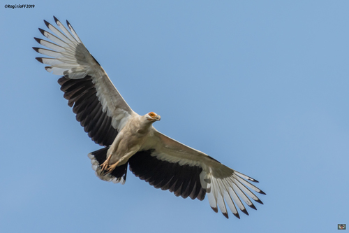 Palm-nut Vulture