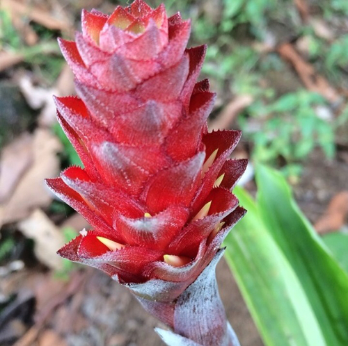 Ronnbergia germinyana · iNaturalist