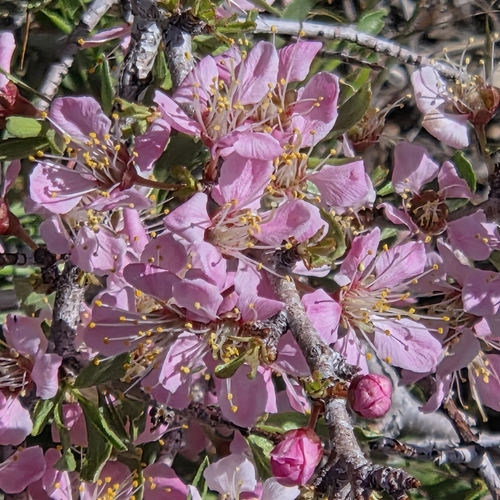 Desert Peach