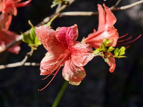 Red Azalea