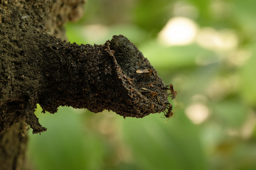 Long-chinned Stingless Bee