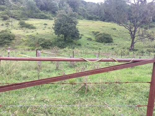 Common Tree Snake sighting