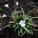 Pinguicula robertiana - Photo (c) Paulina chavez, all rights reserved, uploaded by Paulina chavez