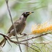 Bridled and Eungella Honeyeaters - Photo (c) andrew_mc, all rights reserved