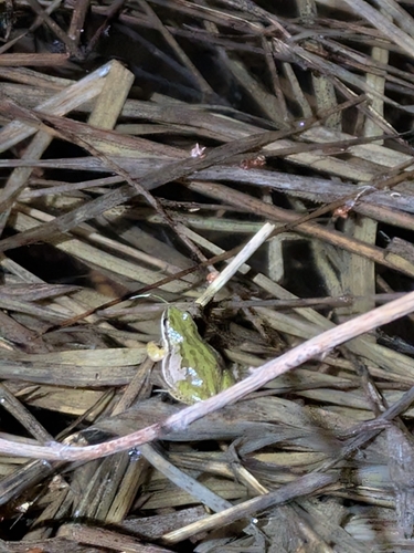 Boreal Chorus Frog