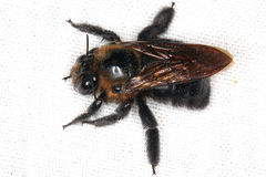 Image of Xylocopa ocellaris