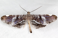 Macrosoma hyacinthina image